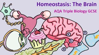 GCSE Science Biology AQA  Homeostasis The Brain [upl. by Saree]