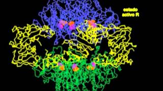 Aspartato transcarbamilasa Biología molecular [upl. by Spoor983]