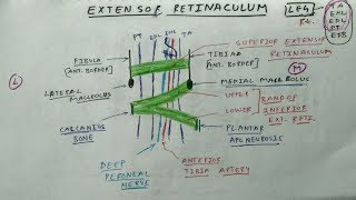 Extensor Retinaculum of Leg  Lower Limb Anatomy  TCML Anatomy [upl. by Ahsika]