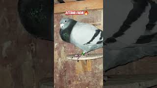 Part 224 pigeon birds animals pets rotanafarm attitude pigeonsong bird kabutar birdspecies [upl. by Ebert918]