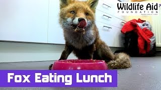 Very Sick Fox Perks up after Eating her Lunch [upl. by Aiam285]