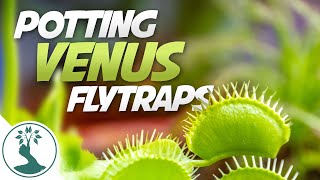 How To Repot a Venus Flytrap Into Sphagnum Moss  Venus Flytrap Care Guide [upl. by Krell771]