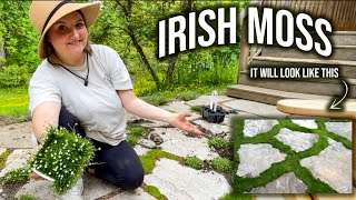 PLANTING IRISH MOSS BETWEEN FLAGSTONE PAVERS  HOBBIT VIBES [upl. by Baptista]