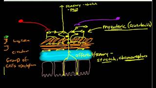 Physiology of Peristalsis [upl. by Enobe47]