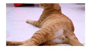 Neutered cat cat in pain [upl. by Seavey774]