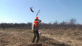 Traditional Recurve Bow Hunting Pheasant [upl. by Anuayek645]