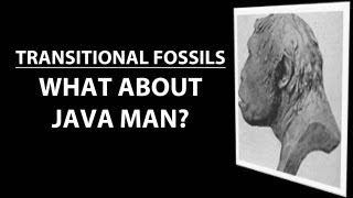 Transitional Fossils  Java Man [upl. by Ellehcer]