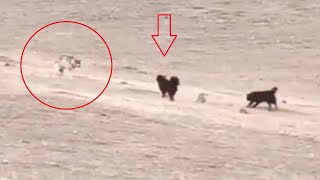 Tibetan mastiffs vs wolves leopards bears and lynx  Nonstop action [upl. by Bilski36]