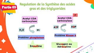 Biochimie  Métabolisme des lipides  Partie 0506 [upl. by Landrum]