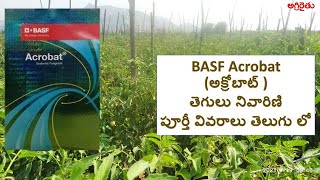 BASF Acrobat Fungicide in Telugu  అక్రోబాట్ తెగులు నివారణి పూర్తీ వివరాలు తెలుగు లో [upl. by Donadee]