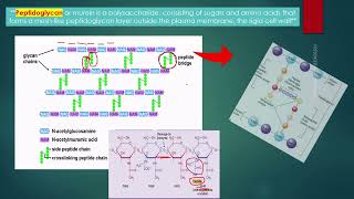 BACTERIAL PEPTIDOGLYCAN STRUCTURE OF CELL WALL IN ENGLISH [upl. by Seldun]