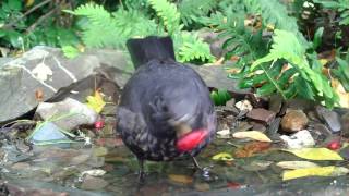 Amseln fressen Vogelbeeren im Wasser Eifel  Dohr 24102015 [upl. by Mayap]