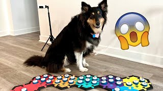 Talking Dog Buttons  Funniest smartest and BEST moments [upl. by Debo]