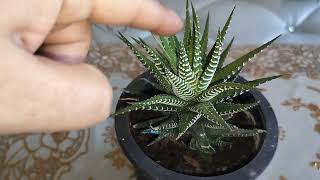 How to care zebra haworthia plantsucculent for beginnerssucculent plantplantlover gardening [upl. by Ambrosia]