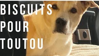 Biscuits pour chien [upl. by Ahtelrac]