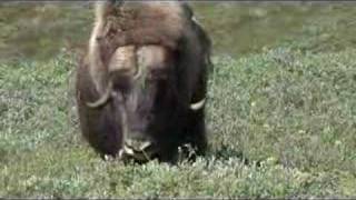 Muskox attack [upl. by Kaycee]