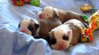 NEWBORN BABY BULLDOG PUPPIES Champion Sired [upl. by Butcher]