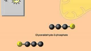 Glycolysis Overview Animation for Cellular Respiration [upl. by Atworth]