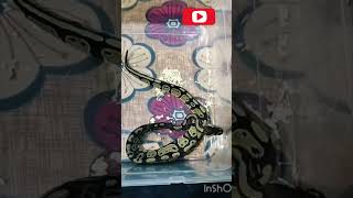 paython reptiles reptileworld reptile song punjabi music newsong zirakpur birds birds [upl. by Venuti575]