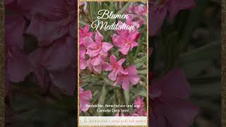 Blumenmeditation Rosa Oleander [upl. by Elleb]