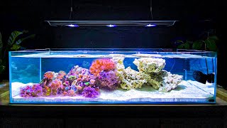 How I Built My Shallow Reef Tank How To Make a Reef Tank [upl. by Dasya]