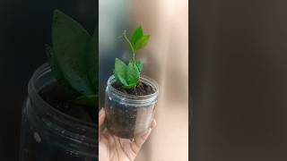 hoya hoyacare tropicalplants plants repotting plantcare plantlover hobby soil leca 🌿🍃🌿🍃 [upl. by Doelling934]