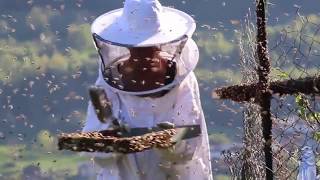 INCROYABLE 15000 abeilles quittent la ruche La Marmotte Bleue TV [upl. by Notniuqal]