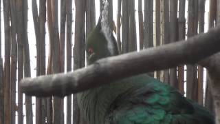 Livingstones Turaco sings [upl. by Clark]