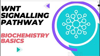 Understanding the Wnt Signaling Pathway  Biochemistry Basics [upl. by Sahcnip841]