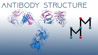 IgM IgD  Structure Properties and Functions FLImmuno40 [upl. by Annawak]