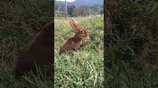 Sabías que existe una raza de conejo que destaca por su pelaje 🐇 [upl. by Nickolai]