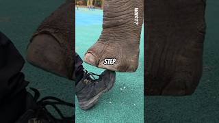 Elephant Nearly Squished His Foot [upl. by Aicela]