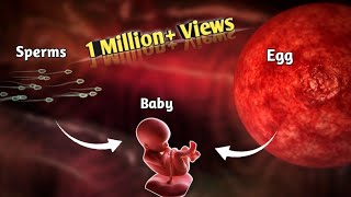 The Journey of Sperm and Egg The Fertilization Process  Pregnancy  Conception Explained in Urdu [upl. by Nanfa]