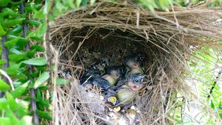 Baby Munia Is Growing Up in Dirty Nest 13 – Parent Birds in Garden Feeding Their Chicks E117 [upl. by Supen]