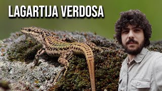 Lagartija verdosa 4K Podarcis virescens Geniezs wall lizard [upl. by Mascia656]