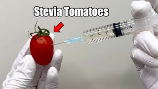 Shock Warning The Secrets of Stevia Tomatoes [upl. by Perlman]