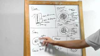 22  Plant Structure Roots Stems Leaves and Material Transport [upl. by Nerrol205]