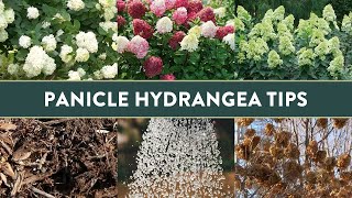 5 Insightful Tips for Growing Panicle Hydrangeas in the South [upl. by Mcguire]