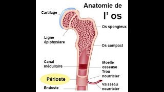 Résumé de la morphologie osseuse [upl. by Ilsel]