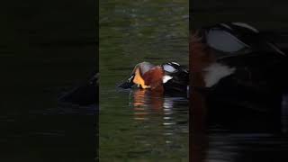 Australasian shoveler New Zealand [upl. by Tu]