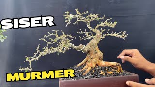 Cek Harga Bonsai Mumer [upl. by Aicemaj]