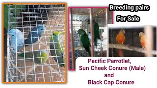 Breeding Pairs for sale Pacific Parrotlet  Black Cap Conure  Sun Cheek Conurepets tamil [upl. by Yaron]