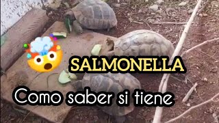 salmonella Bacteria en tortuga reptiles contagiosa al ser humanoviralsalmonellareptil [upl. by Neelyak]