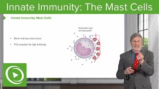 Innate Immunity The Mast Cells [upl. by Marjie]