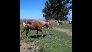 Mares in heat how it changes Horses amp Herd Behavior  Rick Gore Horsemanship [upl. by Adelpho]