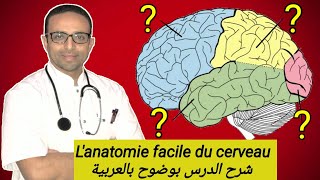 Anatomie du CERVEAU 🧠 [upl. by Nessi]