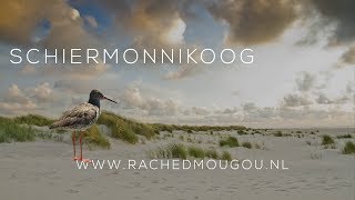 Schiermonnikoog  Hiking Van Wad tot Duin  Ongerepte Natuur in de Waddenzee [upl. by Aggi]