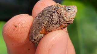 The SMALLEST TURTLES You’ve Ever Seen Baby Loggerhead Musk Turtles [upl. by Colville]