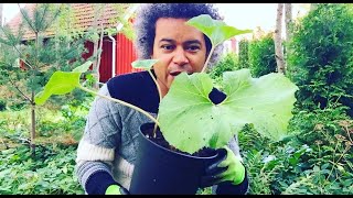 Planting a Petasites Hybridus Butterbur and Tidying the Surrounding Plant Bed [upl. by Akyeluz]