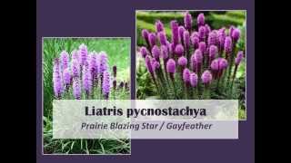 Liatris pycnostachya  Prairie Blazing Star [upl. by Attiuqaj]